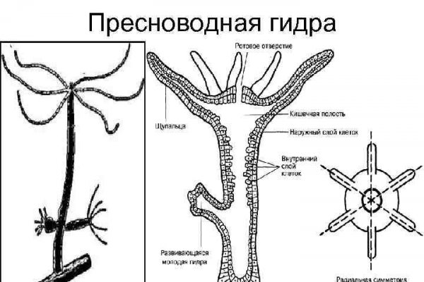 Значок кракена маркетплейса