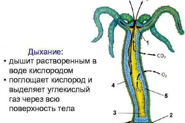 Ссылка на кракен даркнет